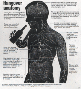 hangoveranatomy