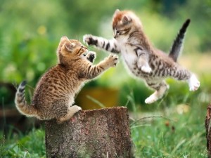 funny-cat-fight