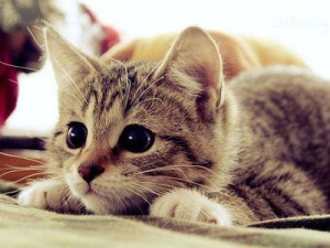 cute-cat[1]