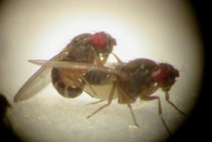 fruit-flies_6