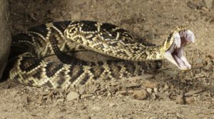 Eastern diamondback rattlesnake